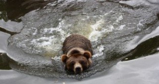 Сигнал за убита мечка провери РИОСВ – Смолян