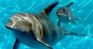 В Бургас се проведе извънредна кръгла маса във връзка със смъртността на делфините