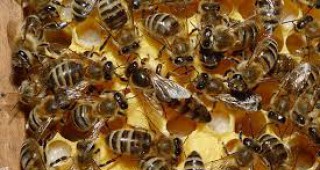 Пчелари по поречието на река Места ще заведат колективен иск срещу държавата