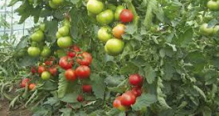 Рекордно поскъпване на оранжерийните домати
