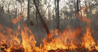 Над 1 000 декара горска територия е изгоряла при пожари от началото на годината в област Благоевград
