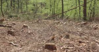 Незаконна сеч в гората на Държавно горско стопанство - Маджарово
