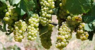 Продължителното засушаване и високите температури в Ямболско ще се отразят на гроздобера