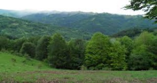 За опазване и строга защита на старите гори в България настояват еколози