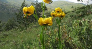 Нови находища на жълт планински крем и нарцисовидна съсънка в Национален парк Рила