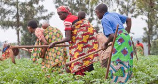 ФАО набира средства в помощ на земеделието в Нигерия