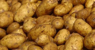 Спират нелегален внос на картофи в Русе