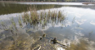 Цъфтеж на водата е причината за измирането на рибата в Белославското езеро