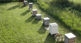 Цар на пчеларите избират във Велико Търново