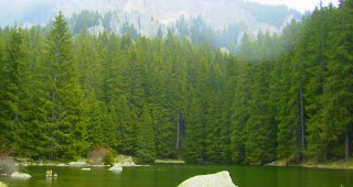 Наказани частнопрактикуващи лесовъди, резултат от проверките в горски територии във вододайните зони на Габрово и Севлиево