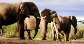 Африканските фермери пъдят слоновете с люти чушки