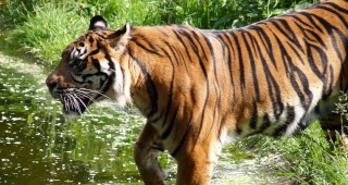 Сибирският тигър е на път да изчезнe напълно в природата