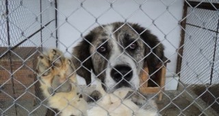БАБХ извърши проверка в общинския приют за безстопанствени кучета в град Кърджали