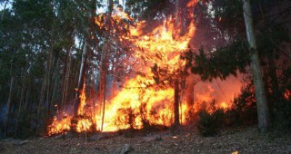 От началото на годината са засегнати над 36 000 дка горска територия