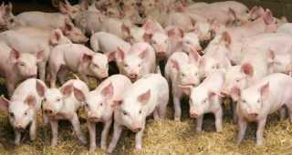 Свиневъдството в ЕС бележи ръст