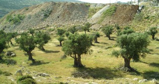 Реколтатa от маслини и лимони е унищожена от наводненията в Гърция