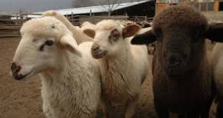 Представители на НОА се срещат с овцевъди в Чирпан