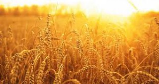 Евтиният внос удря производителите на пшеница в Италия