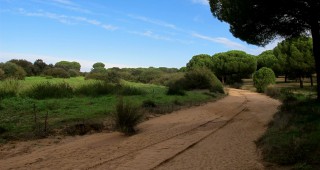 Национален парк Доняна в Испания е заплашен от унищожаване