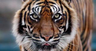 WWF България се присъединява към световната инициатива за удвояване на тигрите в дивата природа на Азия