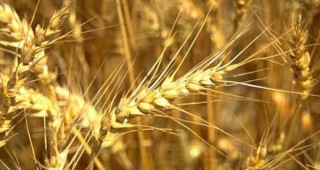 Засетите с пшеница площи в Германия се увеличават