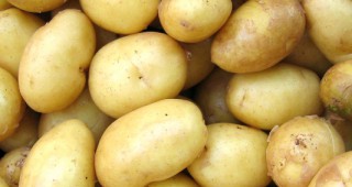 Спад в производството на картофи