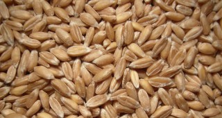 До 200 лв. стига цената на тон пшеница във Видинско