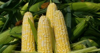 Спад в изкупните цени на рапицата, слънчогледа и царевицата