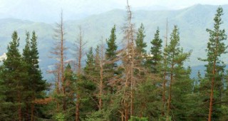 Върхов корояд унищожава боровите гори в Кюстендилско