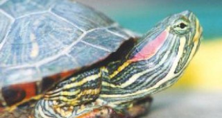 ЕС забрани вноса на червенобузите костенурки