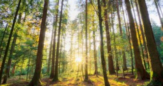 Община Чепеларе иска възстановяване на повече от 2 500 декара гори
