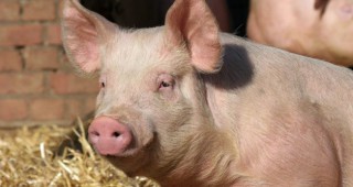 75 животновъди заявиха помощ от втория транш за хуманно отношение към прасета за угояване