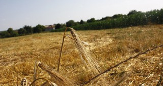 COCERAL понижи прогнозата за зърнената реколта в ЕС
