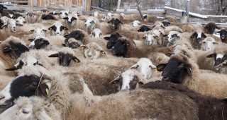 На територията на България няма регистрирани случаи на заразени животни