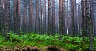 Разследване на WWF и РДГ-Пазарджик разкрива системни нарушения в горите над град Сърница
