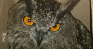 Защитен вид птица спасиха експерти на РИОСВ – Велико Търново