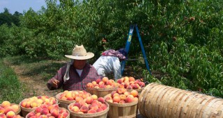Италия прие закон за защита на сезонните работници в земеделието