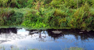 МОСВ отпуска средства за защита на риби и птици в Шабленското и Дуранкулашкото езеро