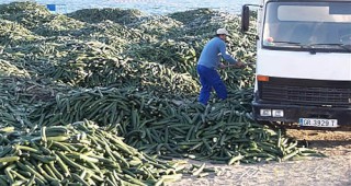В Испания изхвърлят краставици на плажа поради ниски цени