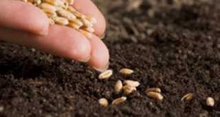 В Добричка област над две трети от площите със зърнено-житни култури вече са засети