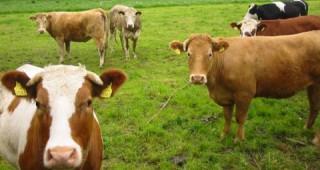 ДФЗ изплати близо 38 млн. лева субсидии за сектор животновъдство