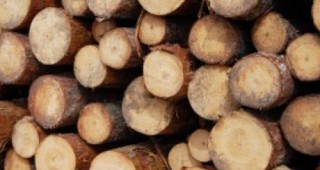Горски инспектори от РДГ - Велико Търново задържаха незаконни дърва и фалшифицирана горска марка