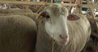 Национално изложение на овце от породата Ил дьо Франс се проведе край добричкото село Царевец
