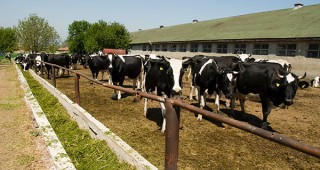 В Стара Загора организират семинар по въпросите на млечното говедовъдство