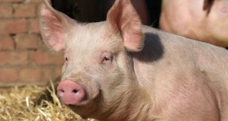 Малко над 70 хиляди тона свинско месо е изнесла Русия през 2017 година