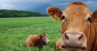 ДФ Земеделие нареди над 11 млн. лева на животновъди по три схеми за извънредна помощ