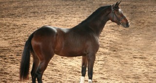 Изложение на коне от породата Български спортен кон се проведе в пловдивското село Житница
