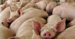 Налагат превантивни мерки заради заболяването Африканска чума по свинете