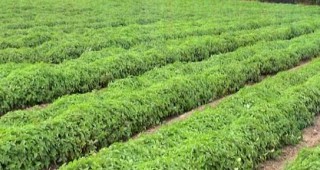 Маточината - хит сред земеделските производители в Добруджа