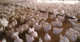 Близо 2 000 кокошки са унищожени във ферма край Велинград